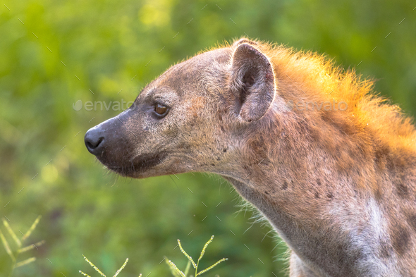 Spotted Hyena scavenger Portrait Stock Photo by CreativeNature_nl